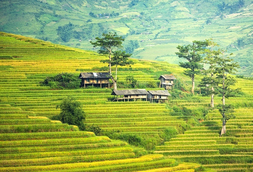 Bali Rice 3